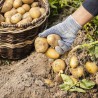 Caja patata nueva de España 20 kilos